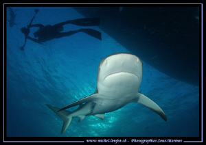 Reef Shark.... :O)... by Michel Lonfat 